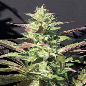 Monkey Grip > Mamiko Seeds